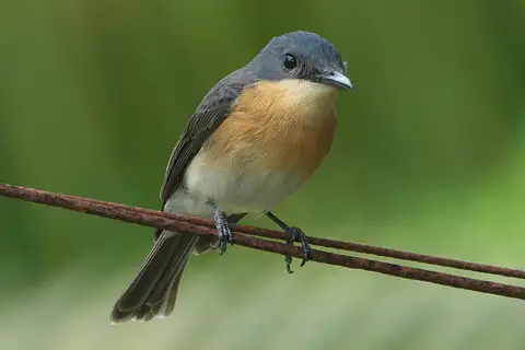 Chuuk Flycatcher