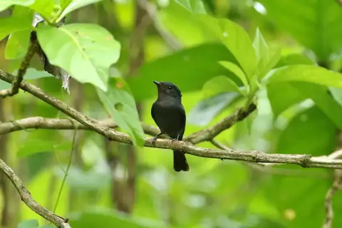 Pohnpei Flycatcher
