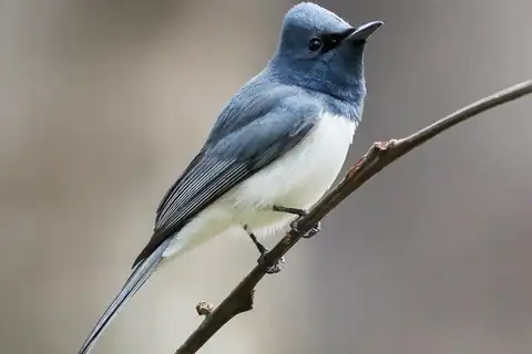 Leaden Flycatcher