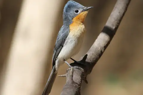 Broad-billed Flycatcher