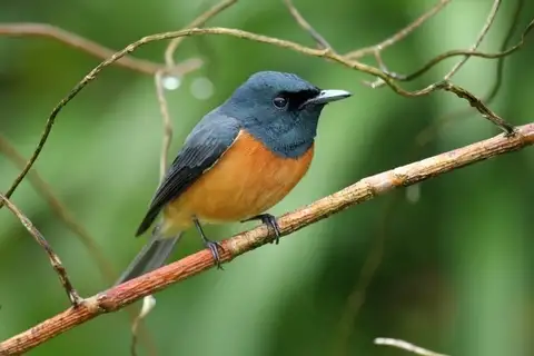 Vanikoro Flycatcher
