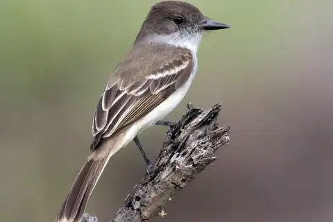 Puerto Rican Flycatcher