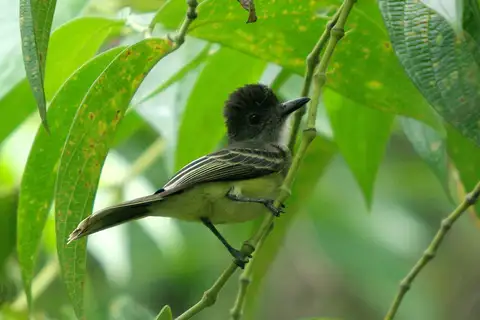 Apical Flycatcher