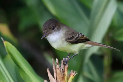 Sad Flycatcher