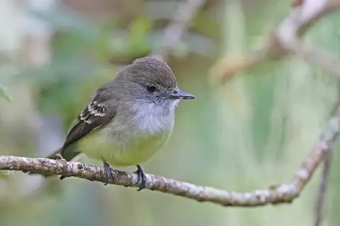 Pale-edged Flycatcher