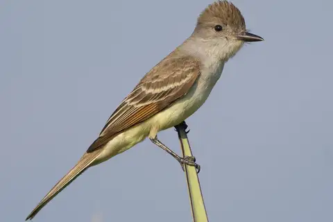 Ash-throated Flycatcher