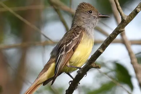 Great Crested Flycatcher