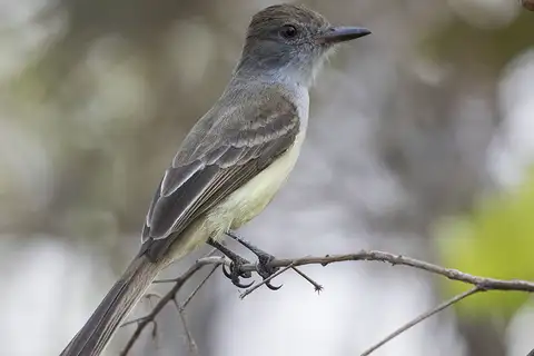 Short-crested Flycatcher