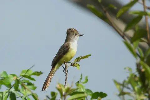 Salvadoran Flycatcher
