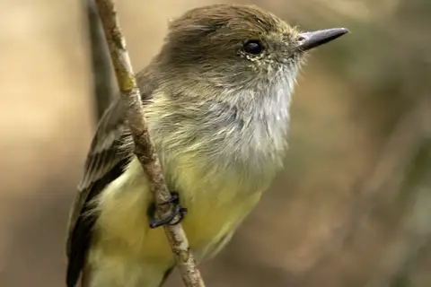 Galapagos Flycatcher