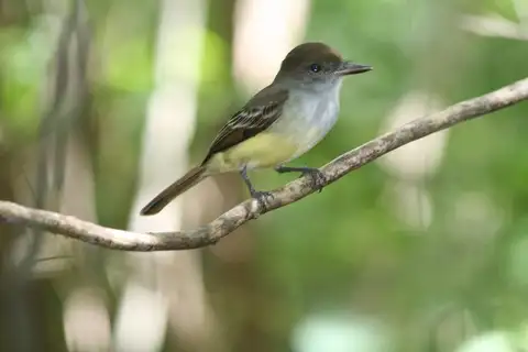Grenada Flycatcher