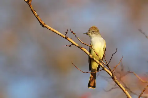 Nutting's Flycatcher