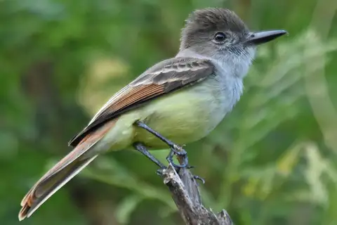 Lesser Antillean Flycatcher