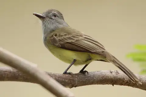 Panama Flycatcher