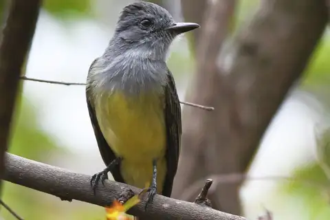 Sooty-crowned Flycatcher