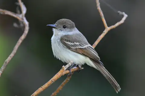 La Sagra's Flycatcher