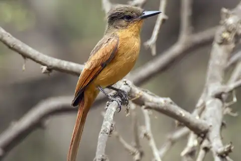 Rufous Flycatcher
