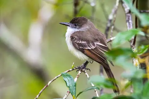 Stolid Flycatcher