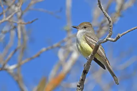 Swainson's Flycatcher