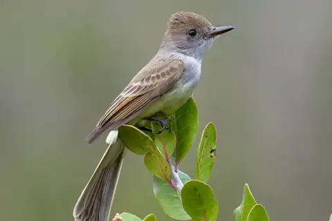Dusky-capped Flycatcher