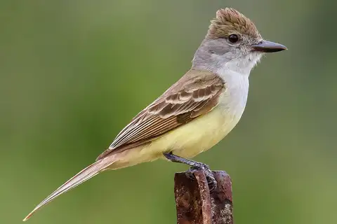Brown-crested Flycatcher
