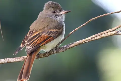 Rufous-tailed Flycatcher