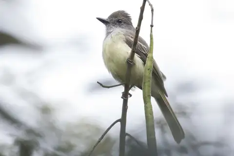 Venezuelan Flycatcher