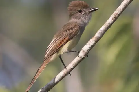 Yucatan Flycatcher