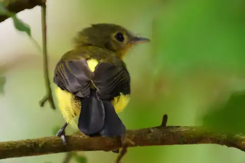 Black-tailed Myiobius
