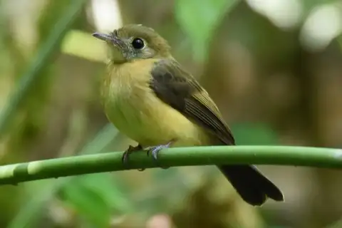 Sulphur-rumped Myiobius