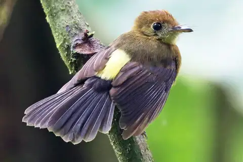 Tawny-breasted Myiobius
