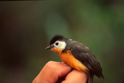 White-faced Whitestart