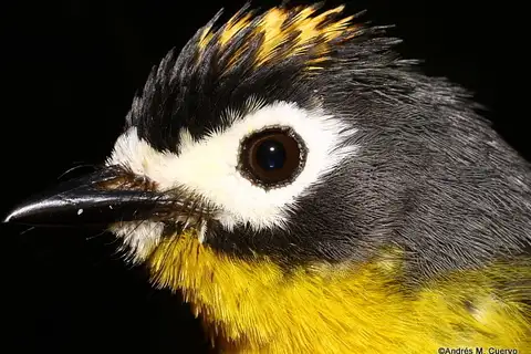 White-fronted Whitestart