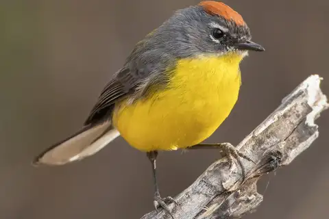 Brown-capped Whitestart