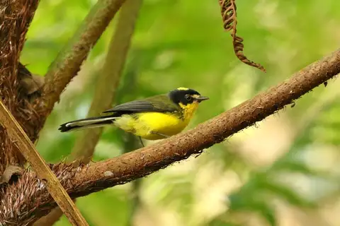 Yellow-crowned Whitestart