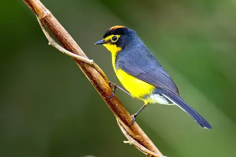 Spectacled Whitestart