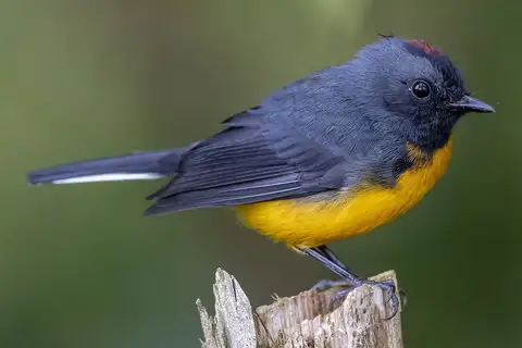Slate-throated Whitestart