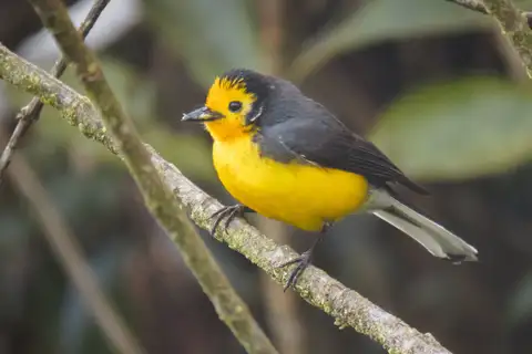 Golden-fronted Whitestart