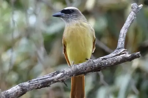 Baird's Flycatcher