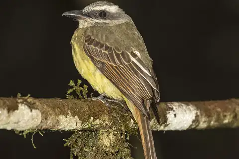 Golden-crowned Flycatcher