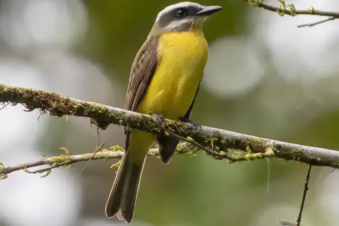 Golden-bellied Flycatcher