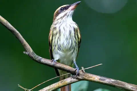 Streaked Flycatcher