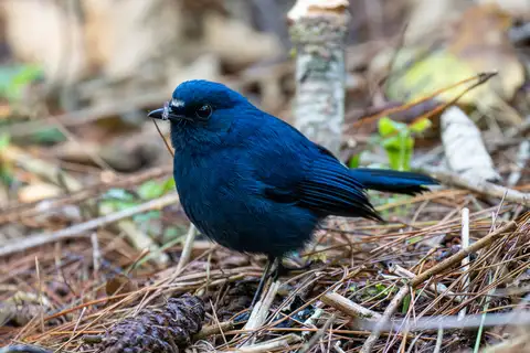Javan Blue Robin