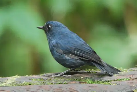 Sumatran Blue Robin