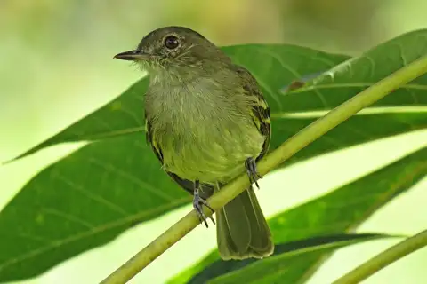 Yellow-crowned Elaenia