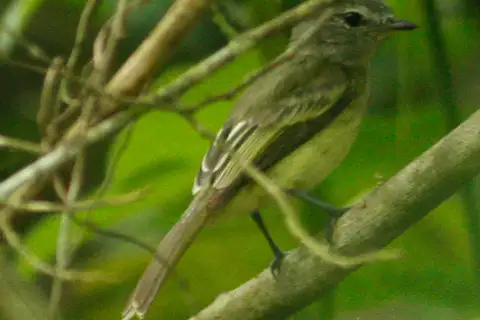 Pacific Elaenia