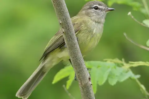 Greenish Elaenia