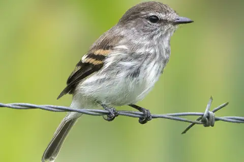 Mouse-grey Flycatcher