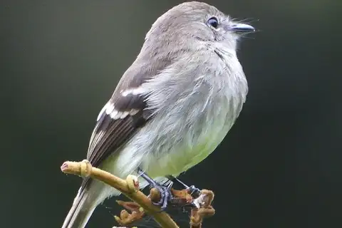Olive-chested Flycatcher