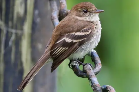 Bran-colored Flycatcher